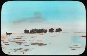 Image of Musk-Oxen, Herd in the Field